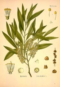 Ilustración botánica de Melaleuca alternifolia (árbol del té), con ramas, hojas y flores características
