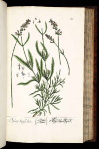 Ilustración botánica de Lavandula angustifolia (lavanda), mostrando hoja y flor